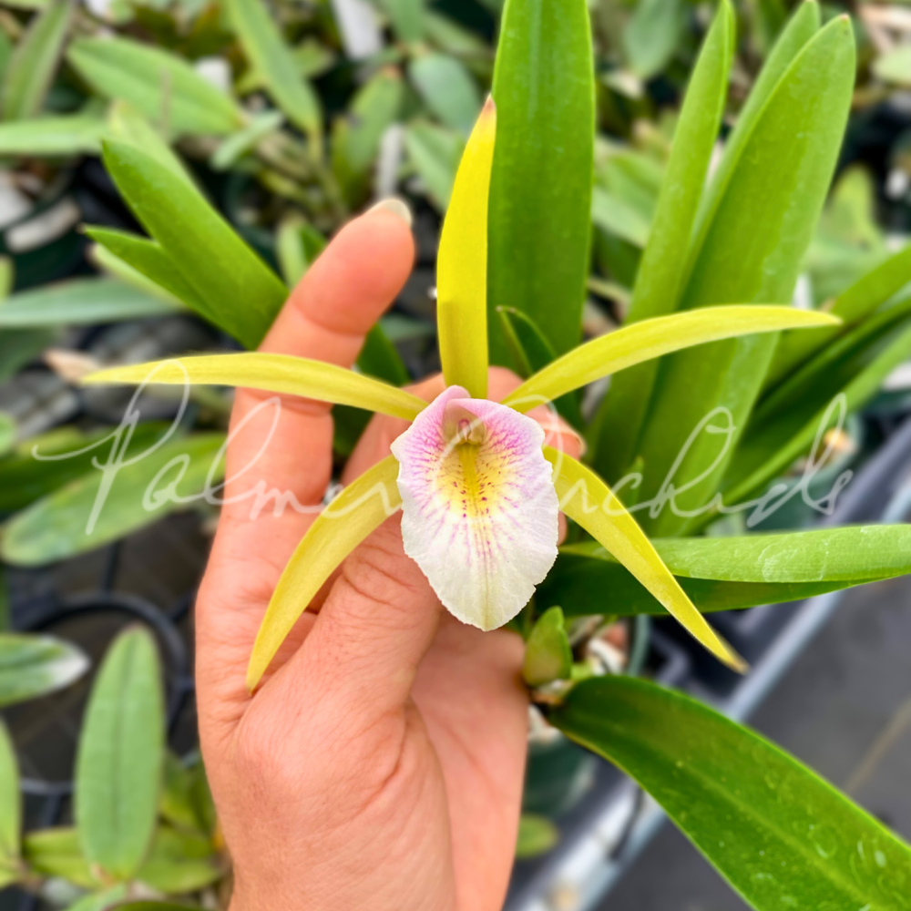Bc. Seagulls Surf — Palmer Orchids